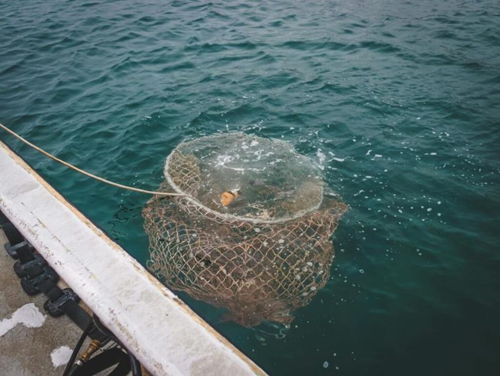 What Are the Best Techniques for Catching Fish Without Gear?